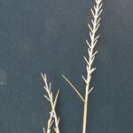 Parapholis filiformis Övriga