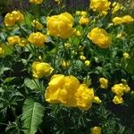 Trollius europaeusЦвят