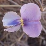 Vigna frutescens Blüte