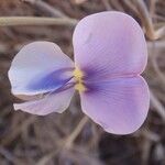 Vigna frutescens Blomma