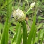 Allium angulosum Цвят