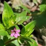 Cuphea carthagenensis Fleur