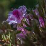 Pelargonium cucullatum Blomst