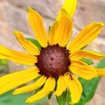 Rudbeckia fulgida Цвят