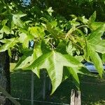 Liquidambar orientalisLeaf