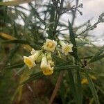 Freylinia lanceolata Květ