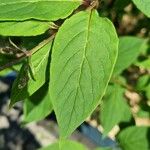 Syringa josikaea Leaf