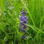 Ajuga reptansFlower