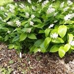 Maianthemum racemosum অভ্যাস