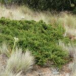 Juniperus monticola Hábitos