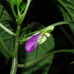 Impatiens niamniamensis Flower