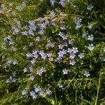 Wahlenbergia hederacea Flor