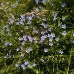 Wahlenbergia hederacea Flower