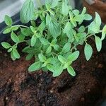 Origanum majorana पत्ता