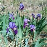 Iris × germanicaÕis