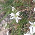 Arenaria aggregata Flor