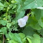 Ipomoea pandurata Hoja
