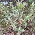 Cistus albidus Leaf