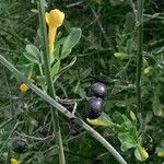 Jasminum fruticans Fleur