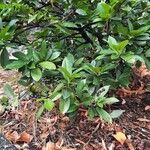 Prunus laurocerasus List