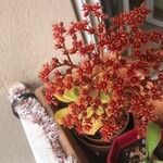 Aeonium nobile 花