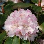 Rhododendron vernicosum Fiore