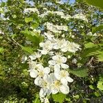 Karpatiosorbus latifoliaFlower