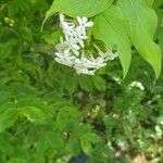 Abelia triflora 花