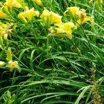 Hemerocallis lilioasphodelus 整株植物