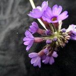 Primula glomerata Yeri