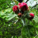 Malus pumila फूल