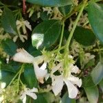 Trachelospermum jasminoides 花