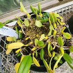 Bulbophyllum vaginatum 整株植物