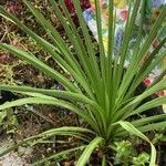 Cordyline indivisa Levél