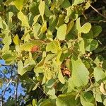Searsia natalensis Leaf