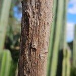 Agave geminiflora Corteza