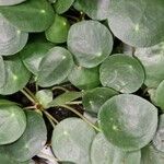 Pilea peperomioides ᱥᱟᱠᱟᱢ