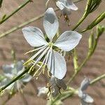 Oenothera lindheimeri Kukka