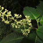 Psychotria luxurians Blüte
