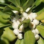 Scaevola sericea Fruit