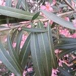 Nerium oleander Lehti