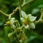 Solanum umbellatum Virág