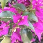 Bougainvillea glabraDeilen