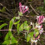 Lonicera implexa Buveinė