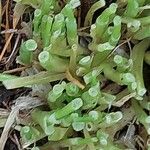 Salicornia europaea Ліст