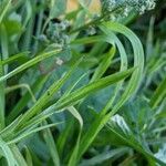 Centaurea cyanus Leaf