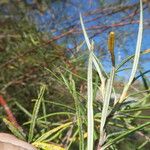 Salix eleagnos Feuille