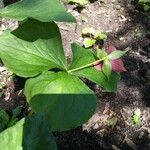 Trillium erectum برگ