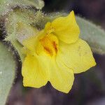 Mohavea breviflora Flower