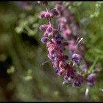 Trichostema lanatum Flor